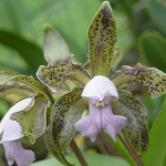 Cattleya leopoldii